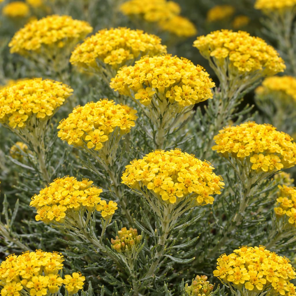 Helichrysum italicum (Elicriso)