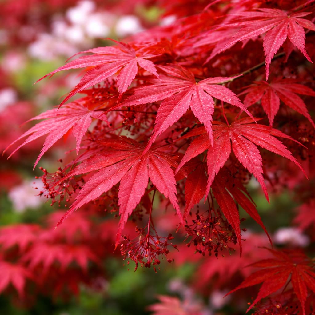 Acer palmatum (Acero giapponese)