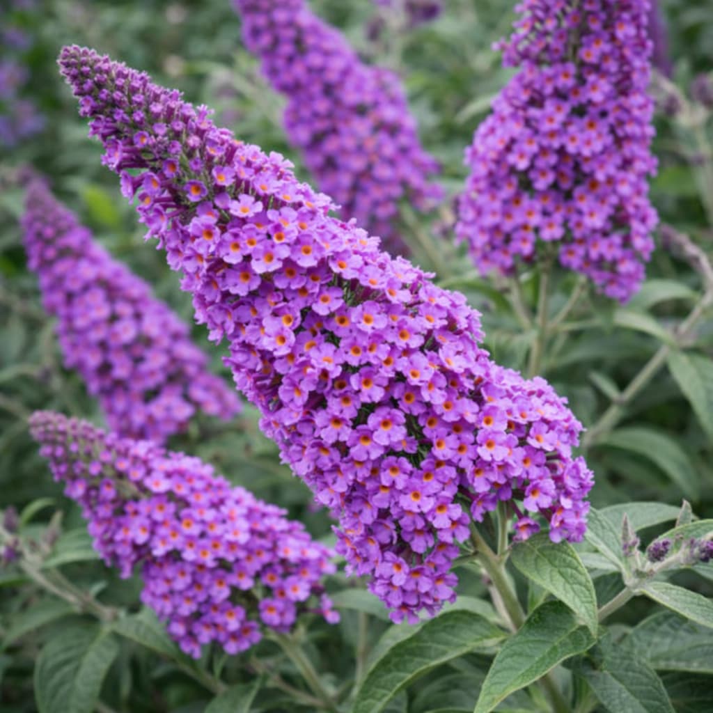 Buddleja davidii (Albero delle farfalle)