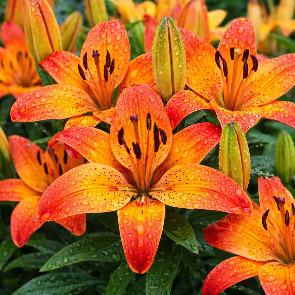 Lilium spp. (Giglio)