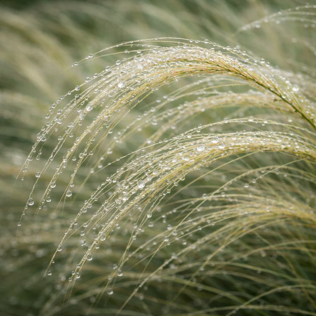 Stipa tenuissima (Stipa)