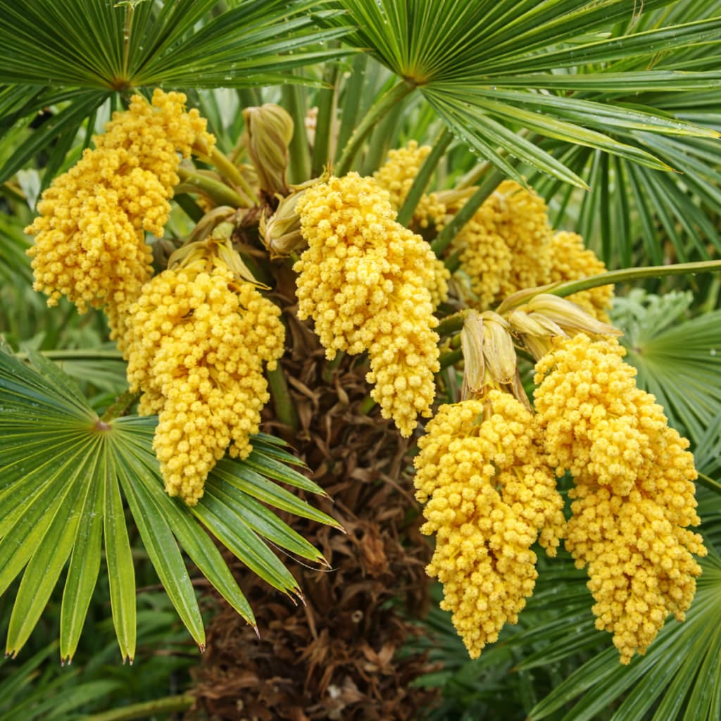 Trachycarpus fortunei (Palma fortunei)