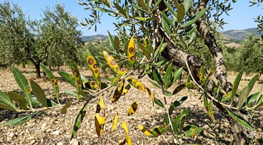 malattie l'occhio di pavone