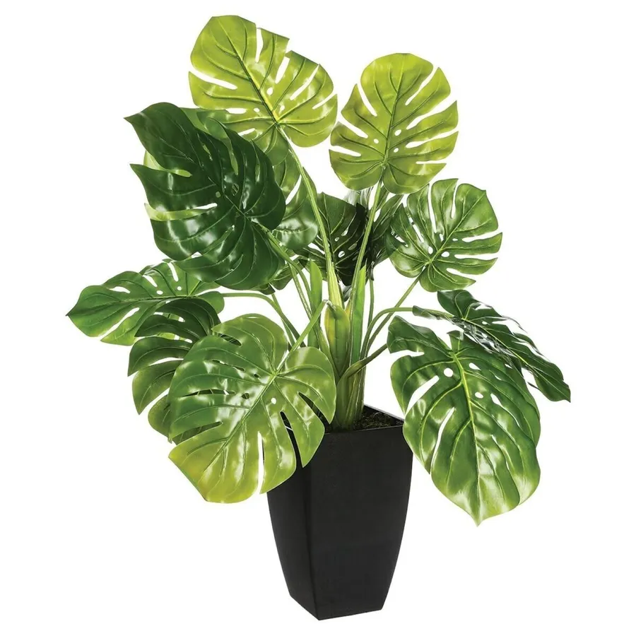 Piante
